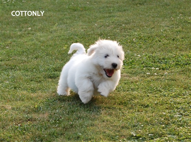 © COTTONLY Coton de Tulear mladički