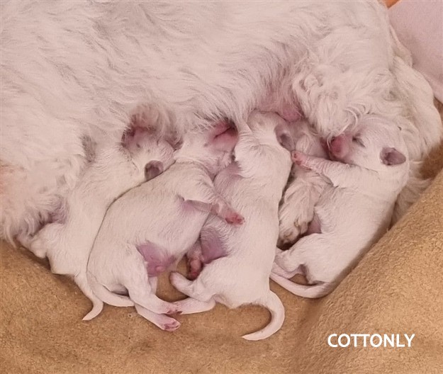 © COTTONLY Coton de Tulear mladički
