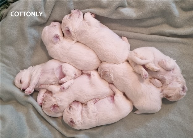 © COTTONLY Coton de Tulear mladički