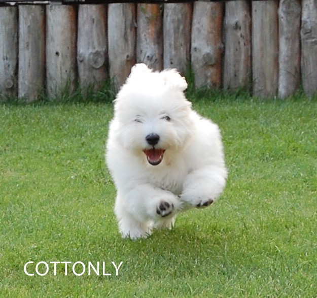 © COTTONLY Coton de Tulear mladički
