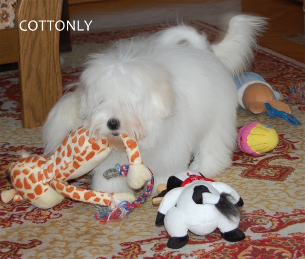 © COTTONLY Coton de Tulear mladički