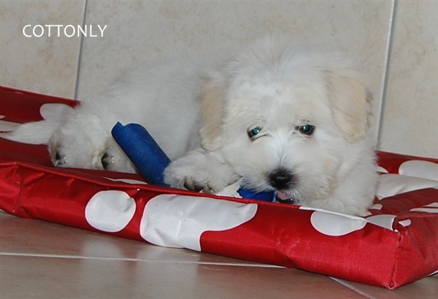© COTTONLY Coton de Tulear mladički