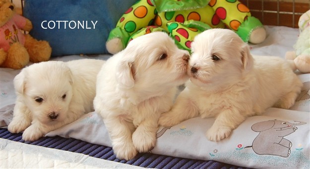 © COTTONLY Coton de Tulear mladički